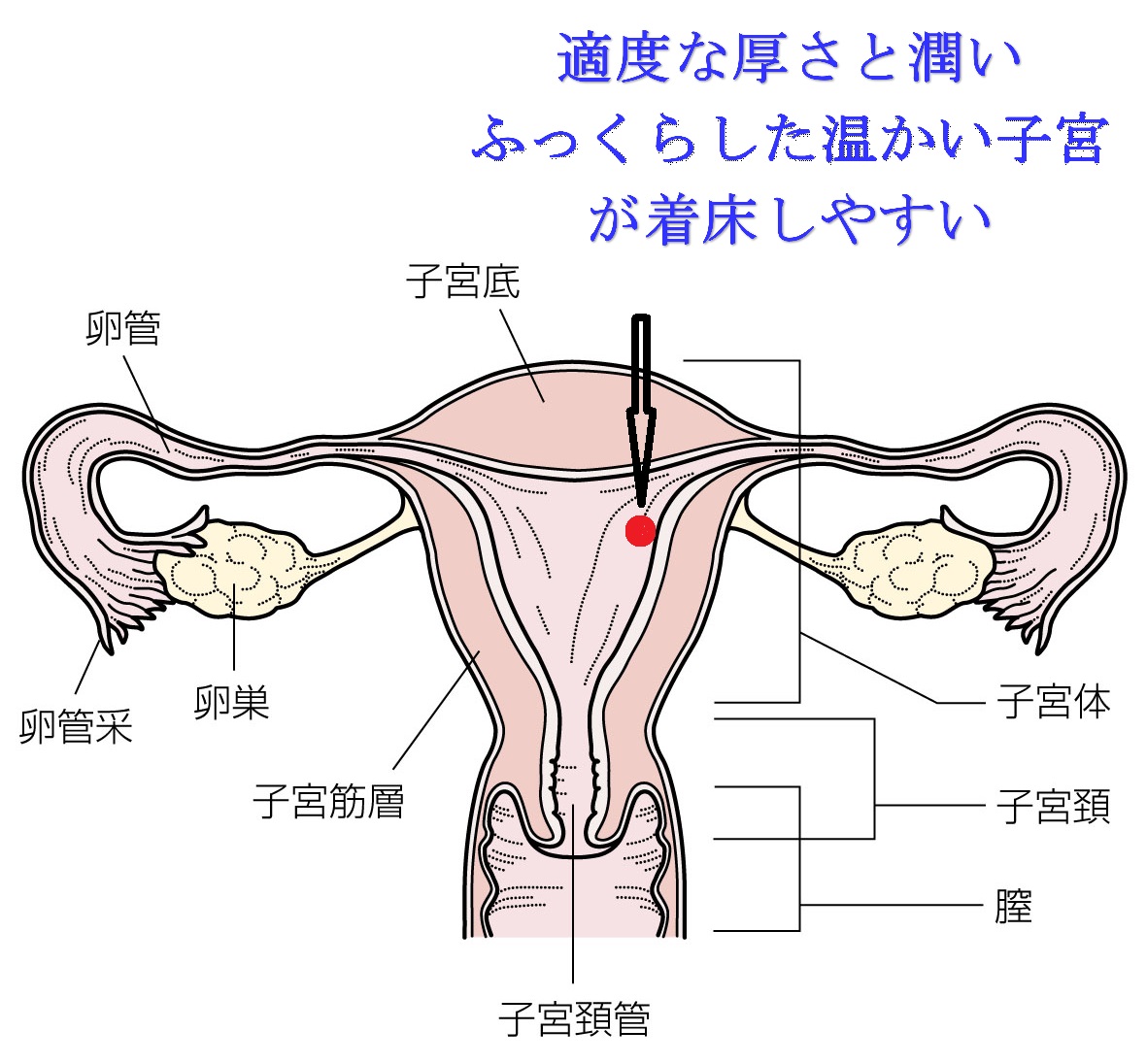 子宮内膜が薄い時の漢方